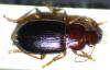 Ophonus brevicollis